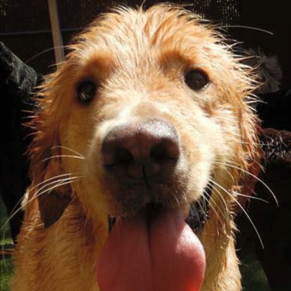 Meet your Posher, Stephanie - Picture 1 of 1